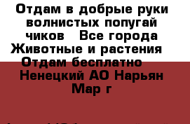 Отдам в добрые руки волнистых попугай.чиков - Все города Животные и растения » Отдам бесплатно   . Ненецкий АО,Нарьян-Мар г.